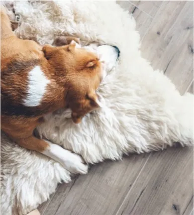 Dog on rug | Bobs Discount Carpet Inc